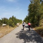 couple cycling on tarmac road passing by chilled cows