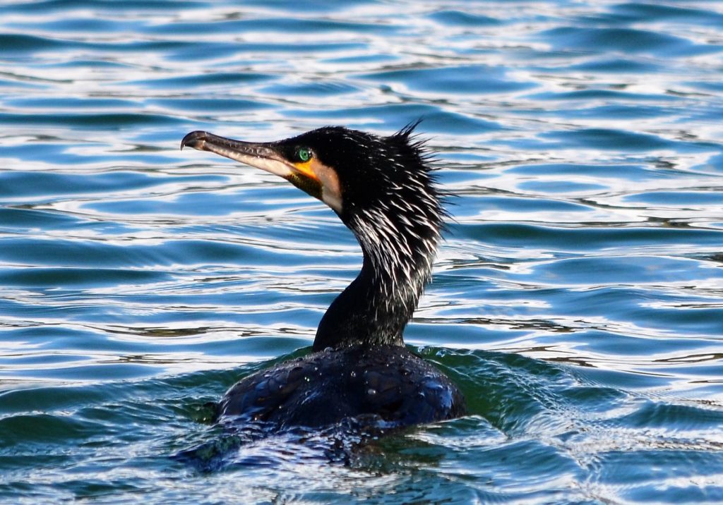 closeup of a cormorant