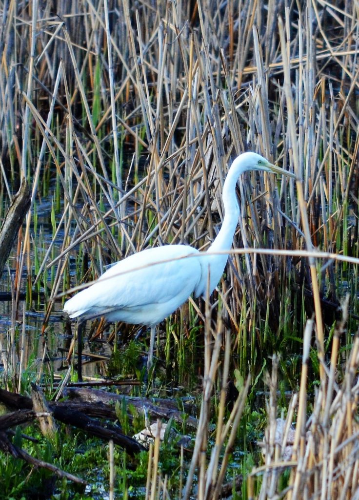 closeup of a white egret bird on prespa lake