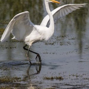 egret bird with open wings on prespa lake