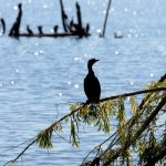 cormorant on a tree branch in prespa lake