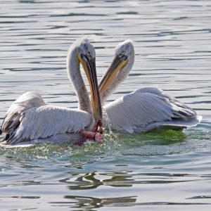 couple pelicans fighting over fish
