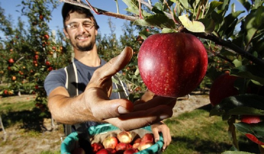 man picking red ripe apple from tree